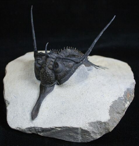 Long Nosed Psychopyge Trilobite - Spectacular #2164